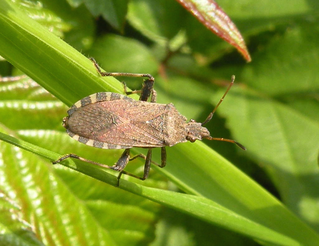 Coreidae: Ceraleptus cf gracilicornis dell''Emilia (RE)